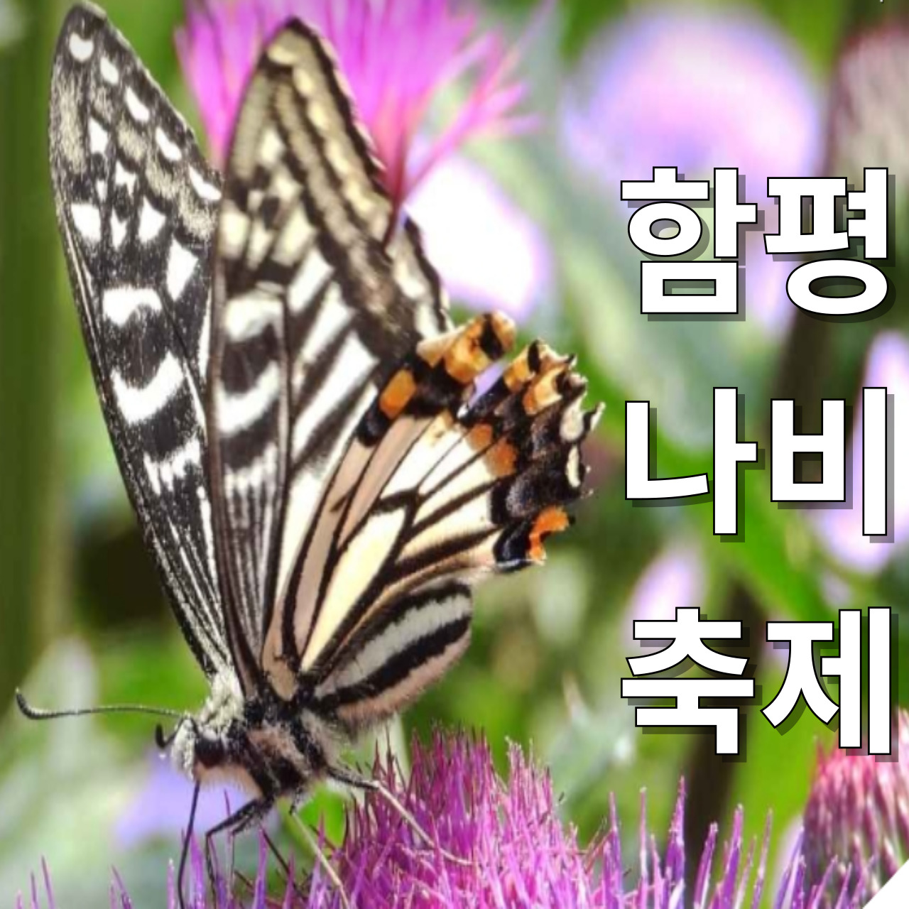 함평 나비 축제