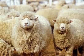 2026년 돼지띠 삼재 해를 이겨내는 5가지 팁