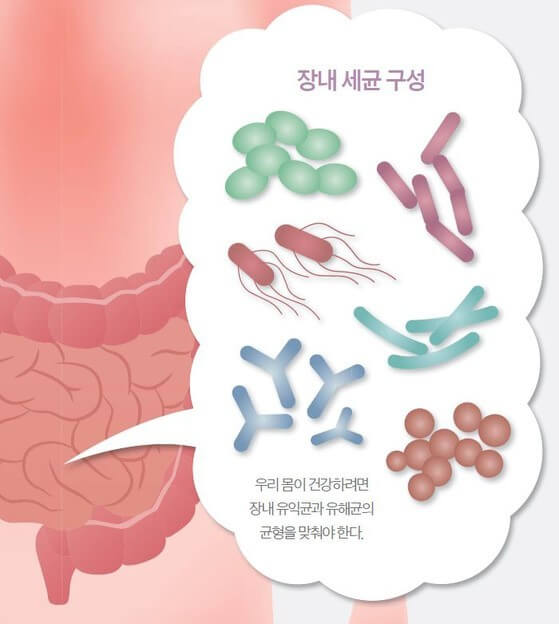 유익균을 좀더 많게