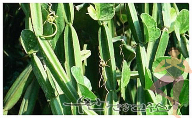 시서스 효능 부작용