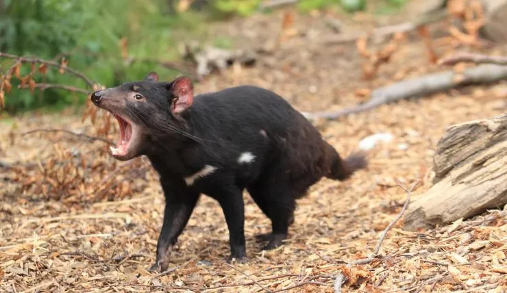 태즈메이니아 데빌 특징 매력 성격_6