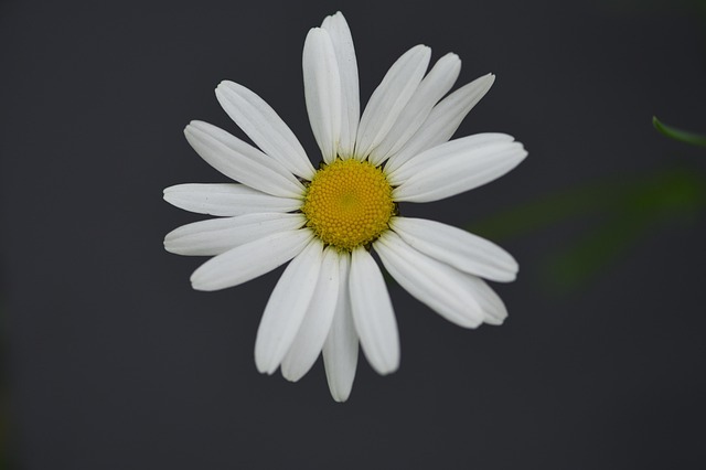 공주 미르섬 샤스타데이지