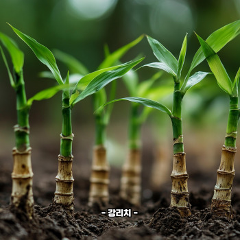 죽순 아린맛 쓴맛 제거법