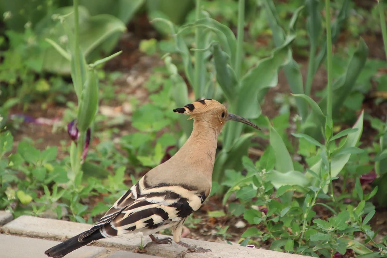 산책로·공원 환경과 후투티 서식의 관계