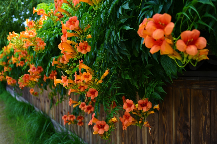  여름꽃 능소화축제 제주 비체올린 포토 명소 (개화시기&amp;#44; 꽃말&amp;#44; 일정 총정리)