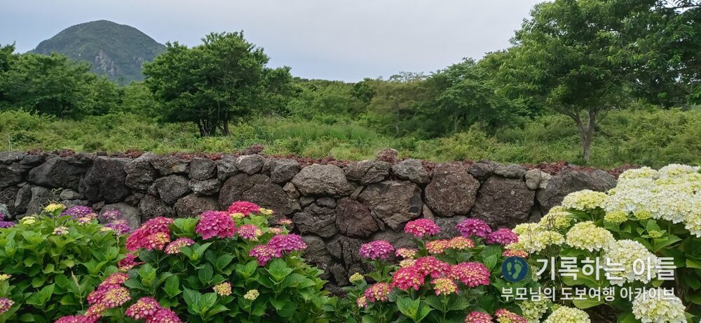 수국 꽃길에서 바라본 산방산