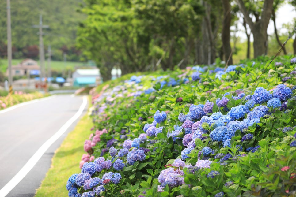 신안 도초수국공원, 6월의 섬꽃길에서 만나는 수국의 향연