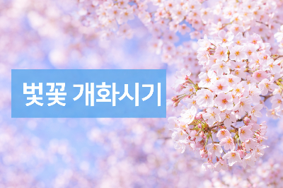 벚꽃개화시기 지역별 정리