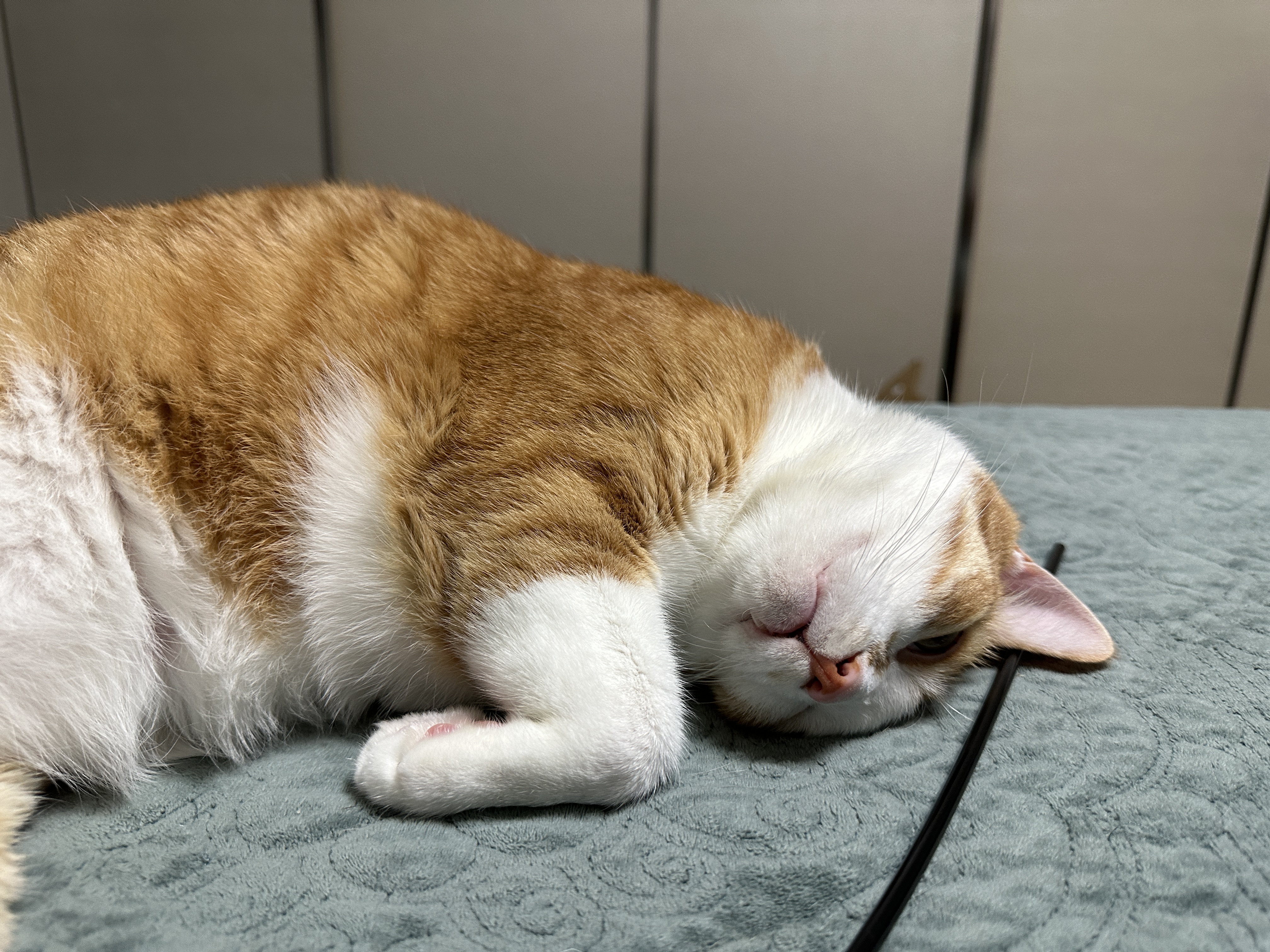 귀여운_치즈냥이_호야