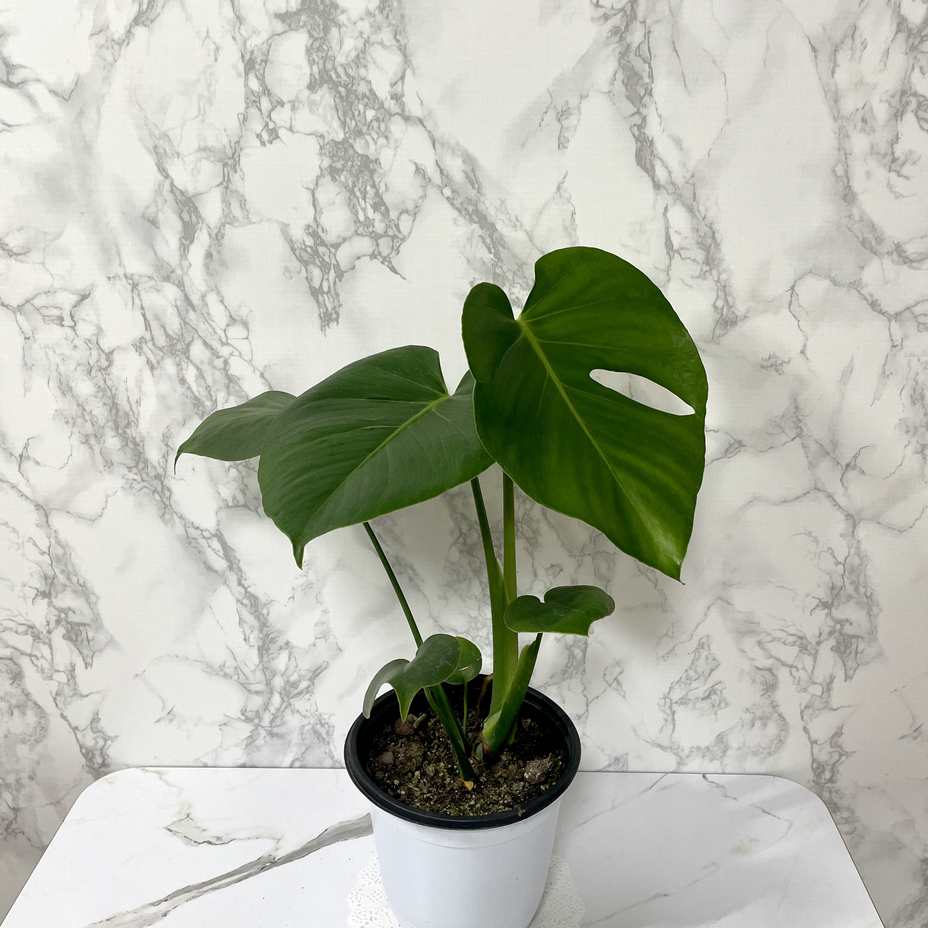 몬스테라 키우기 물주기 수경재배 분갈이 가지치기