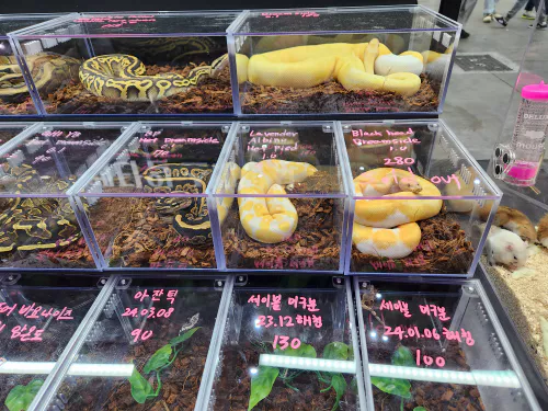 렙타일페어_방문사진