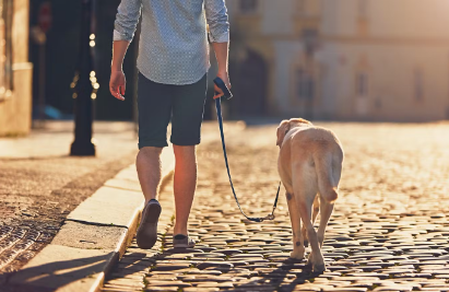 산책중인 강아지