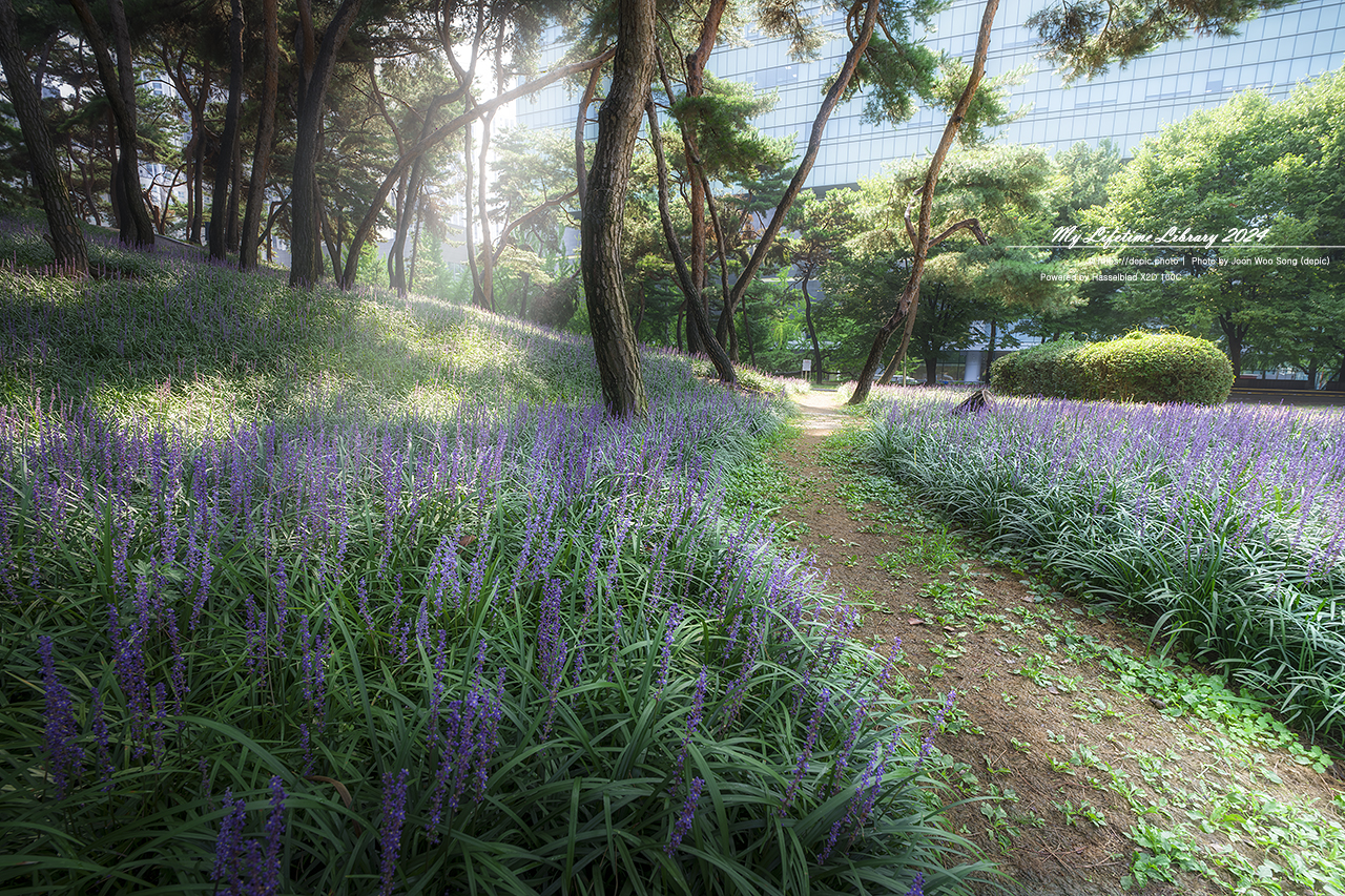 청주 솔밭공원 맥문동 여름