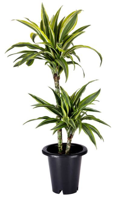 드라세나_데레멘시스