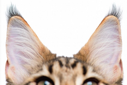 큰 귀의 고양이 얼굴 업.