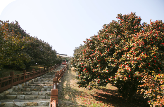 2025 서천 동백꽃, 쭈꾸미 축제 3분 가이드