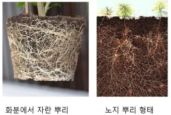 화분 뿌리썩음 예방 배수층강화 흙배합개선 물주기간격 체크리스트_16