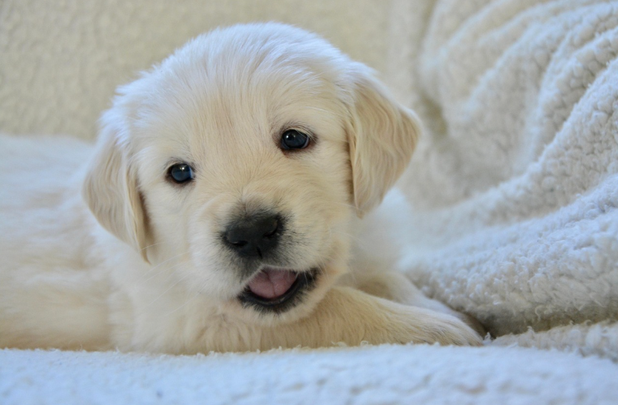 반려견의 올바른 식단과 영양 관리법 사진
