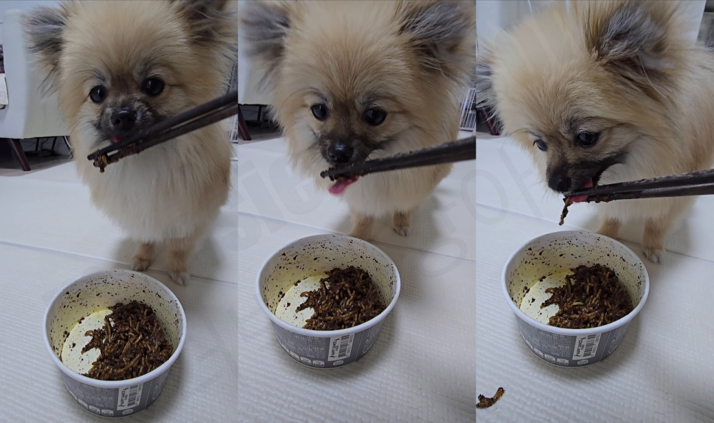 강아지 짜장면 먹는 모습