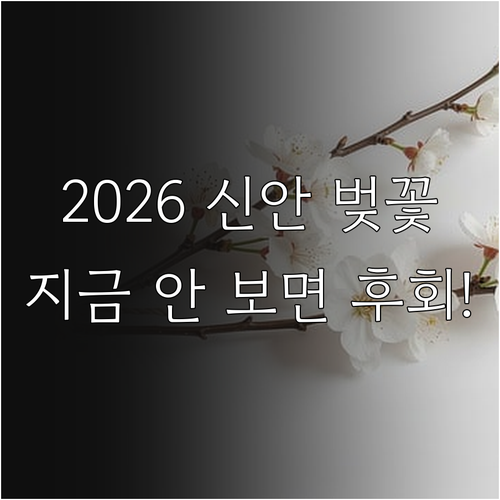 2026 신안군 벚꽃 개화 예측과 드..