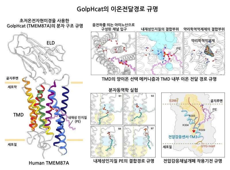 GolpHCat의 분자구조연구에 대한 모식도
