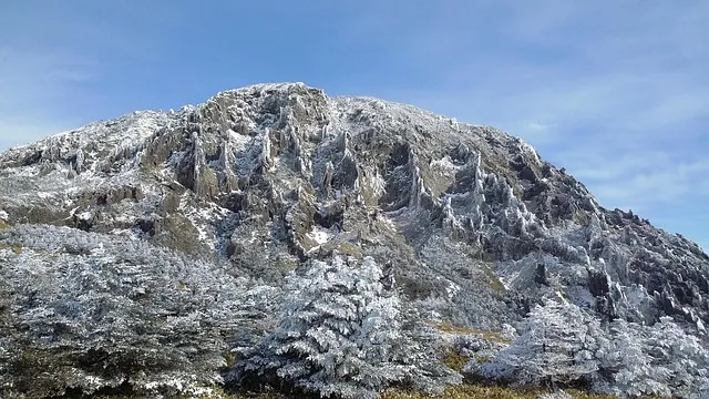 한라봉 재배 비가림 재배 가지 전정 당도 높이기_3