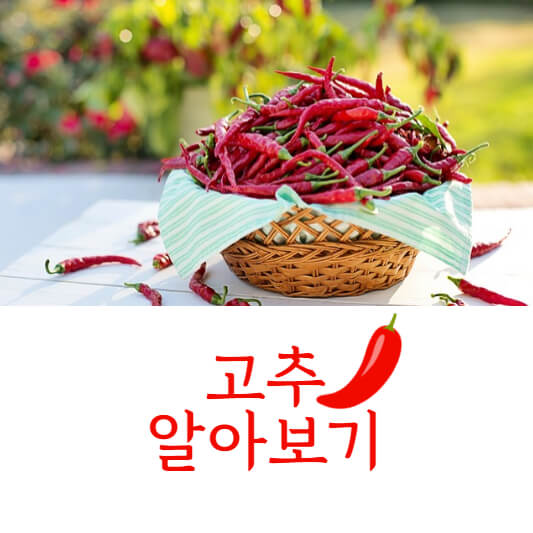 고추