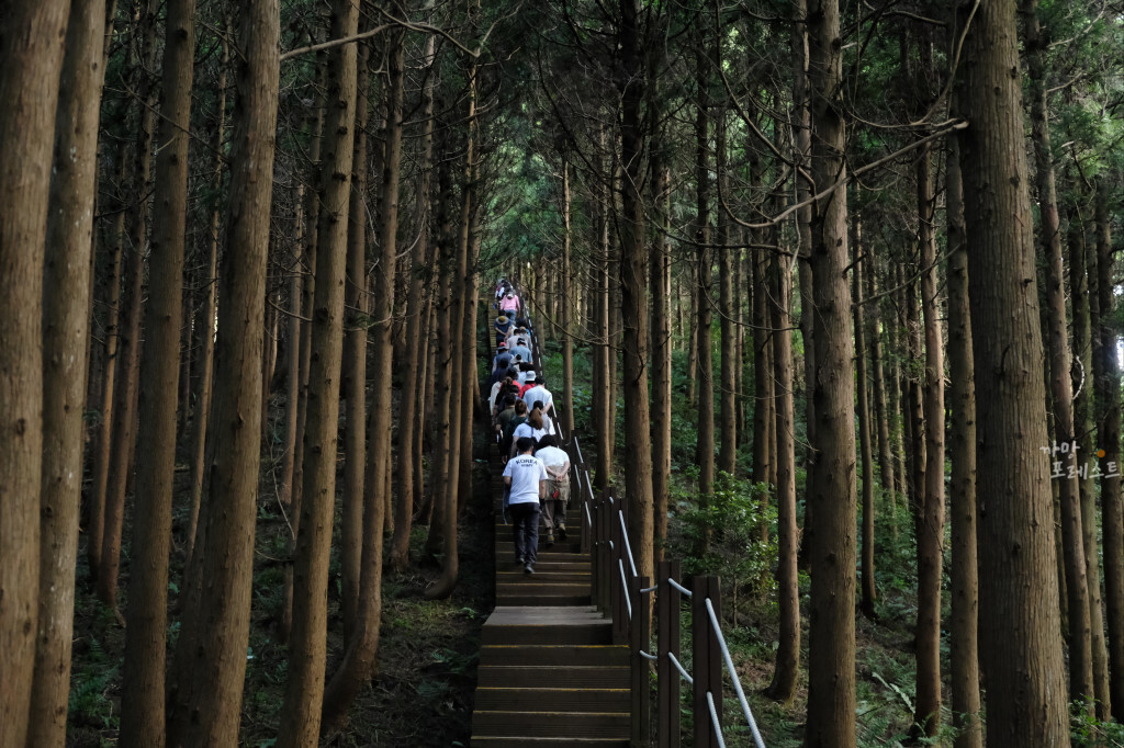 거문오름 정상 가는 길