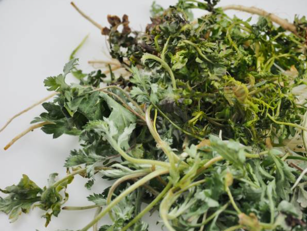 쑥과 냉이의 효능과 부작용, 건강에 미치는 영향, 주의사항.