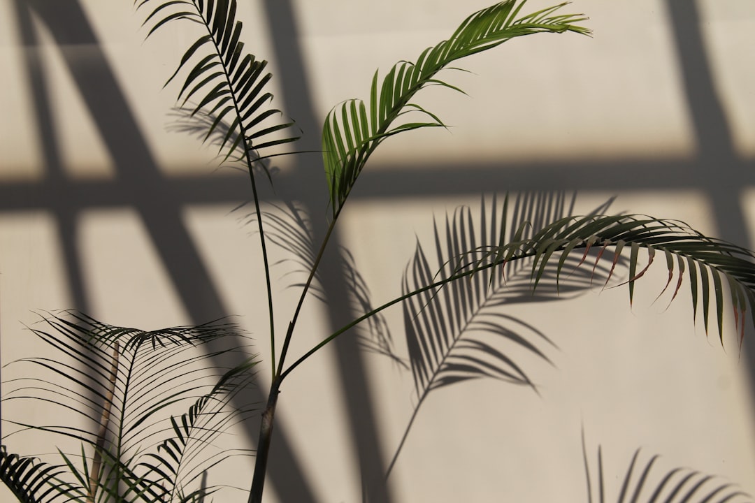 Plant