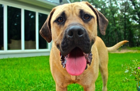 강아지 혓바닥 상태