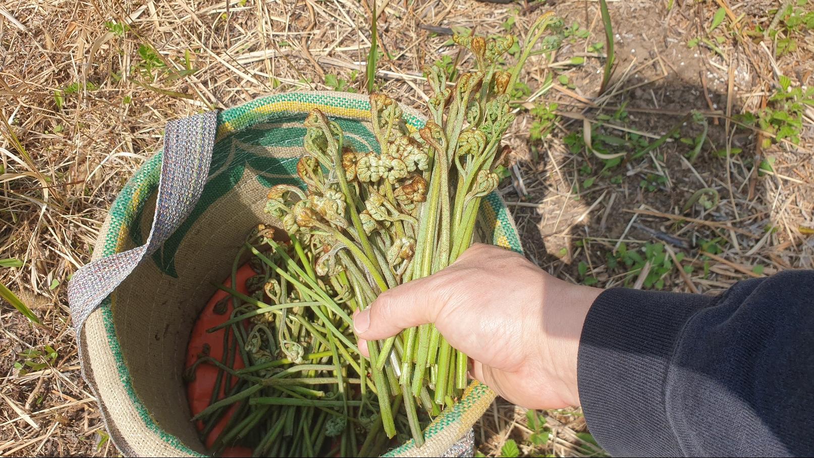 고사리 채집의 재미 관련 이미지