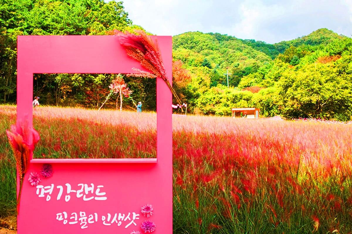 가을엔 강아지와 단풍길 산책! 반려견 동반 명소 총정리