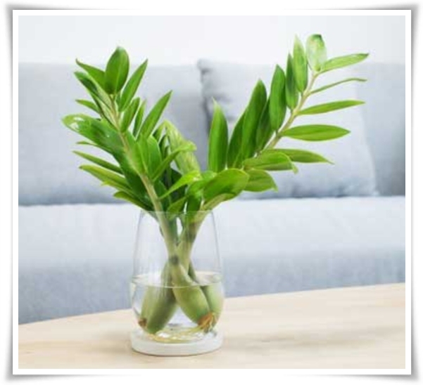 "금전수 키우기" 행운과 부를 불러오는 매력적인 식물!