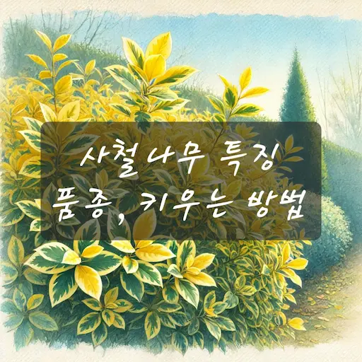 사철나무 관리방법
