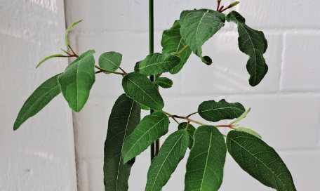 날파리 모기퇴치 식물