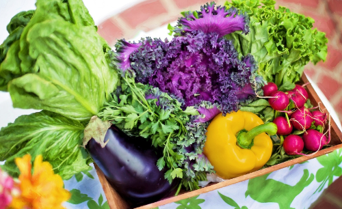 각종 채소 사진