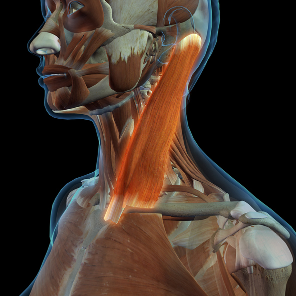 목마사지-마사지건-뇌경색-뇌혈관-손상-위험-이유-유의점