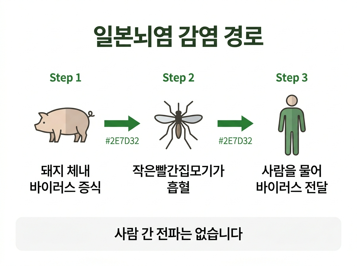 일본뇌염 감염 경로, 작은빨간집모기, 일본뇌염 바이러스, 모기 매개 감염병