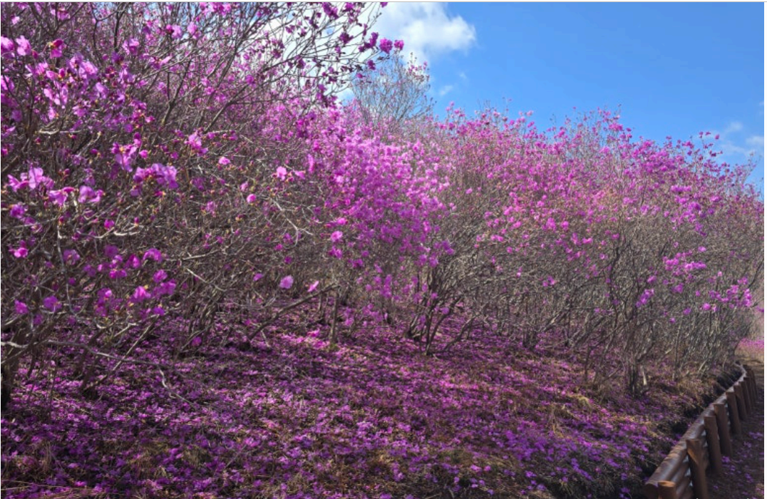 [4월 축제]화왕산 진달래❘4월 둘째주 주말 개화 상황, 방문 후기, 교통편, 맛집