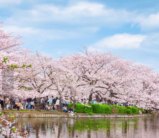 신주쿠교엔 벚꽃