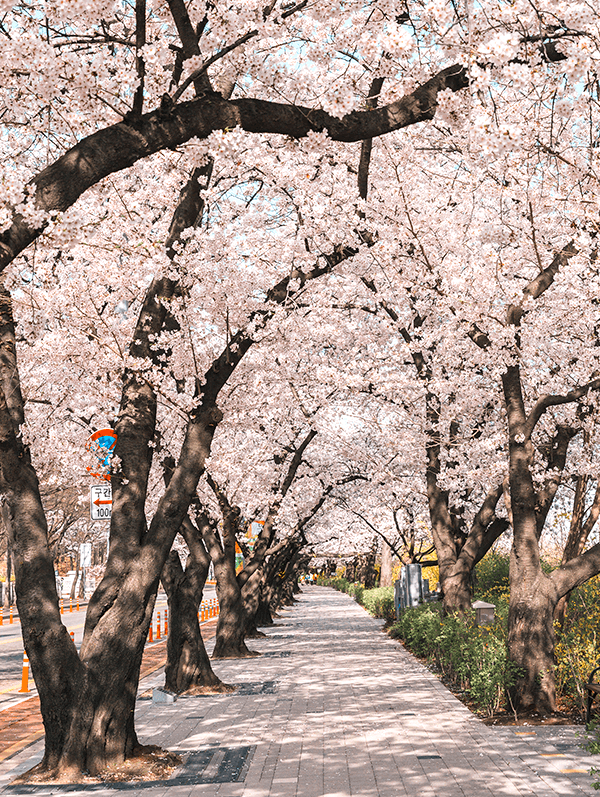 여의도 벚꽃 축제