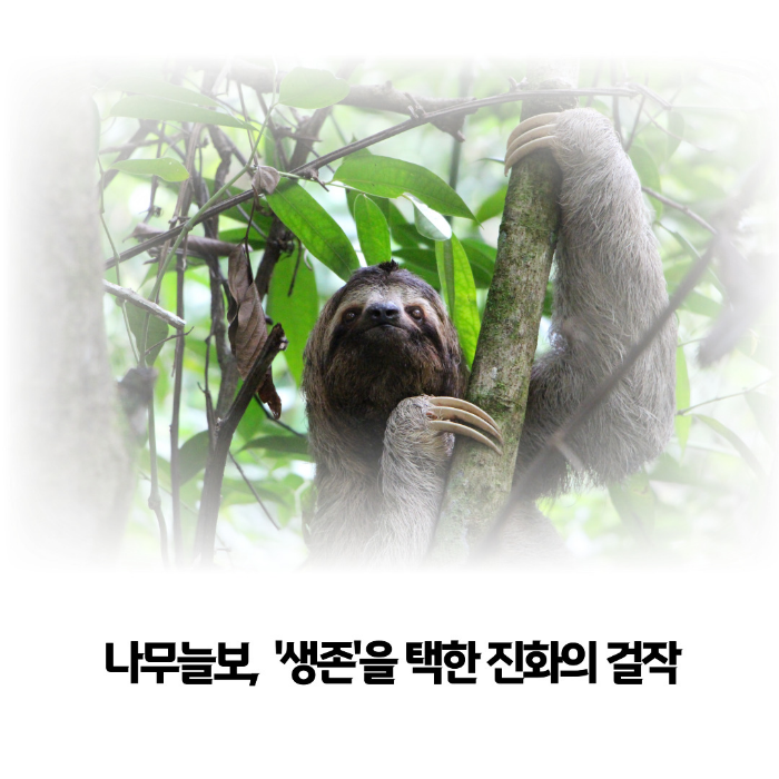 나무늘보-생존을-택한-진화의-걸작