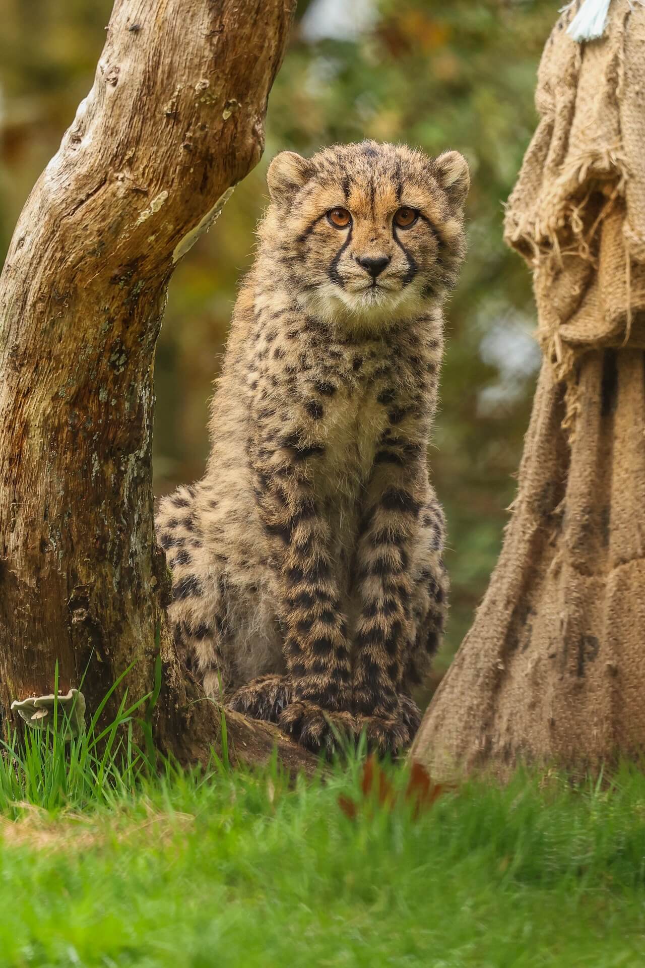 멸종위기 동식물과 습지 생태계: 물과 땅의 경계가 중요한 이유