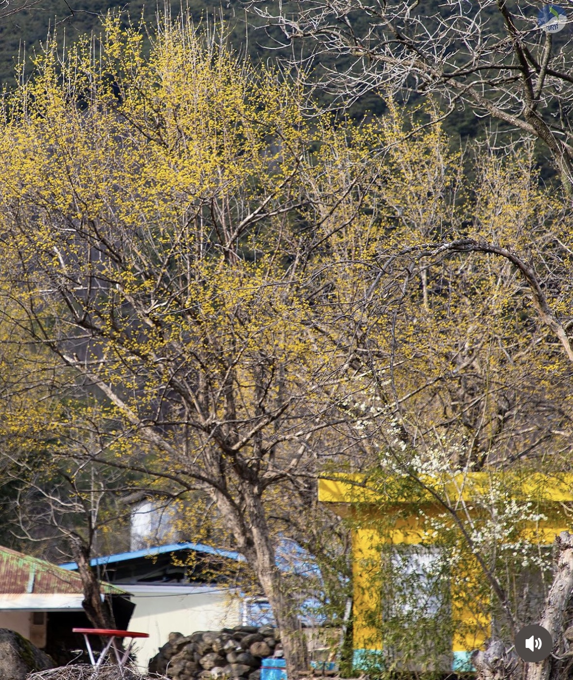 구례 산수유축제