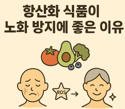 항산화 식품이 노화 방지에 좋은 이유