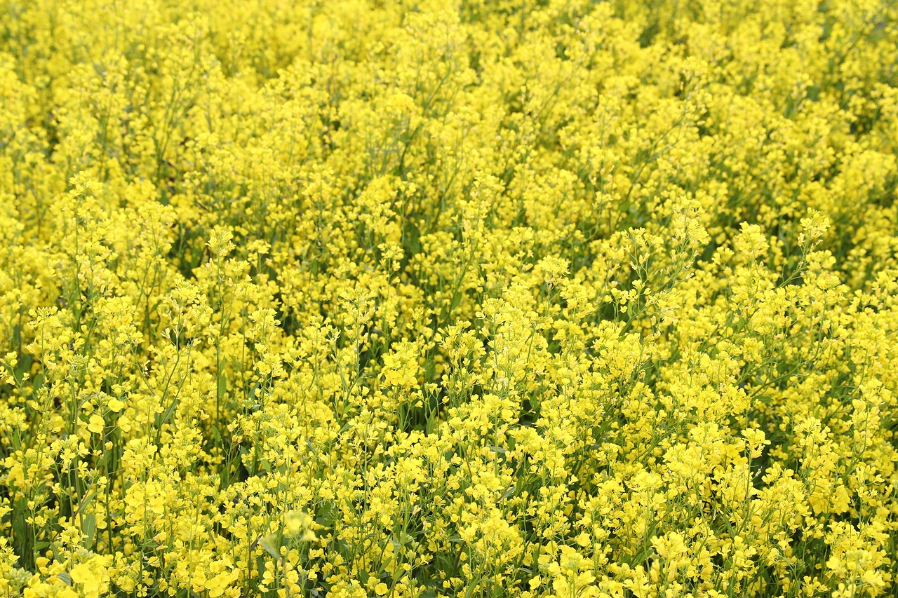 완도군 청산도 슬로걷기축제 6