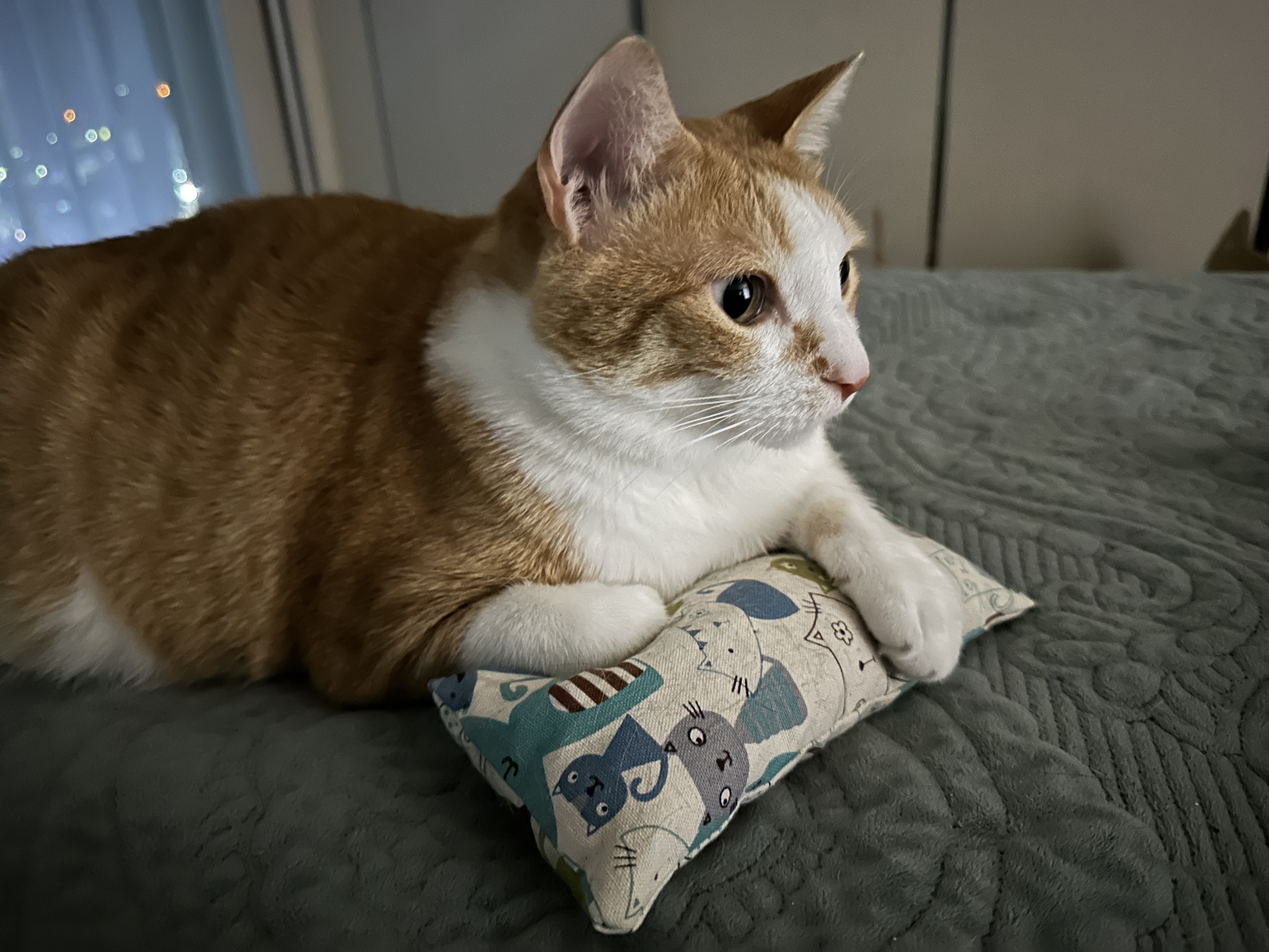 호야가 캣닢쿠션을 안고 있으면..? (feat. 엄마껌딱지라 사진을 찍기 어려운 호야)