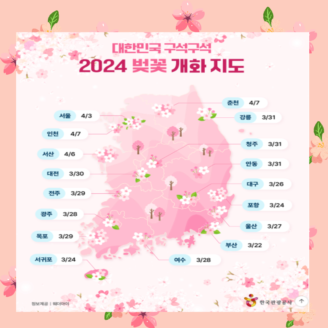 2024년 벚꽃 개화시기