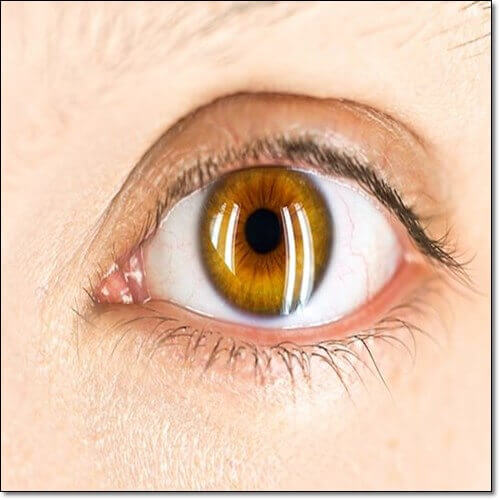 가지 효능 눈 건강